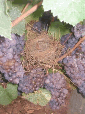Ransom Cattrall Vineyard, Oregon